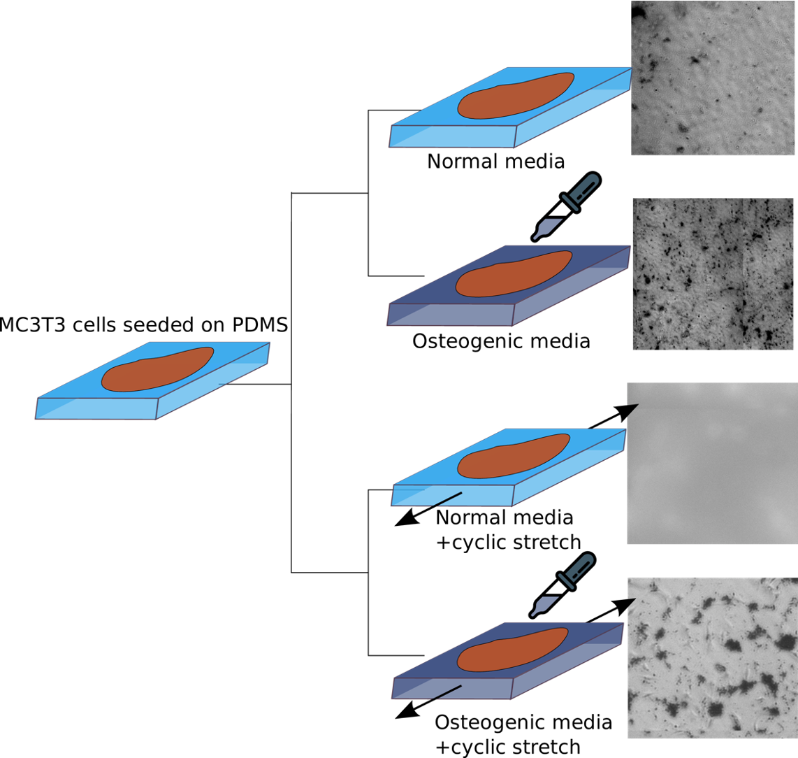 Calcification experiment