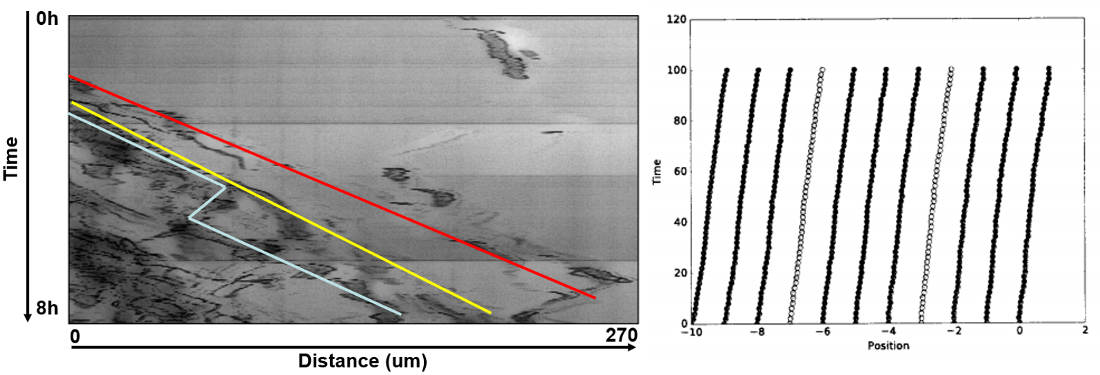 Motility experiment and model results