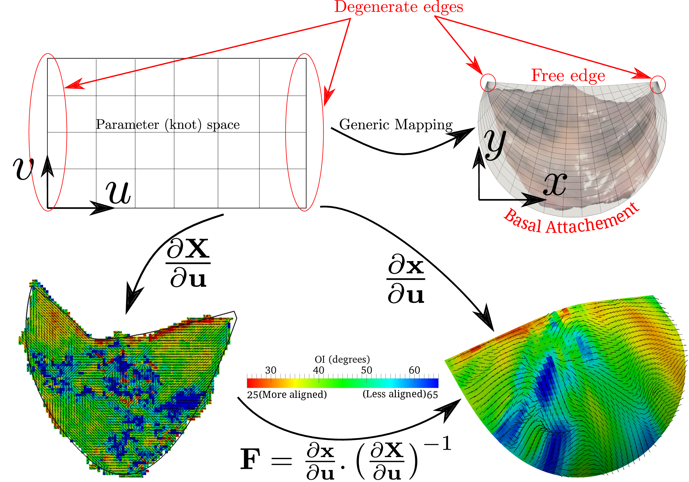 Spline-based mapping of aortic valve leaflet